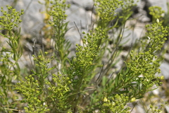Haplophyllum patavinum