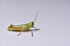 Hieroglyphus annulicornis