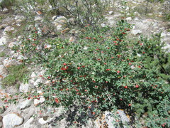 Lonicera microphylla