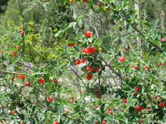 Lonicera microphylla