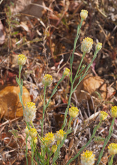 Pimelea simplex