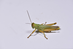 Hieroglyphus annulicornis