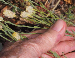Pimelea simplex