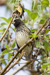 Platyspiza crassirostris