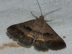 Acantholipes regularis