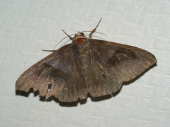 Bastilla maturata