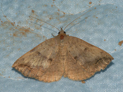 Blasticorhinus ussuriensis