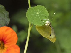 Pieris cheiranthi benchoavensis