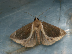 Hypena nigrobasalis