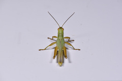 Hieroglyphus annulicornis