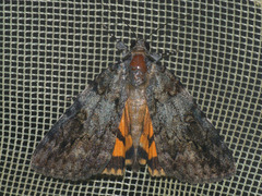 Catocala duplicata