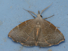 Ectogonia butleri