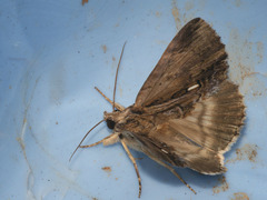 Ercheia niveostrigata