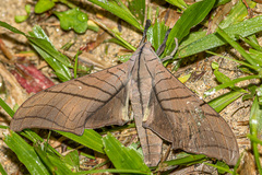 Marumba cristata titan