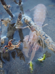 Upogebia
