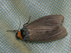 Macrobrochis staudingeri