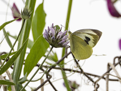 Pieris cheiranthi benchoavensis