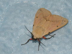 Spilarctia seriatopunctata