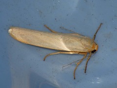 Eilema palliatella