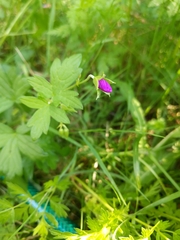 Geranium palustre