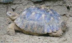 Centrochelys sulcata