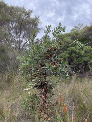 Banksia quercifolia