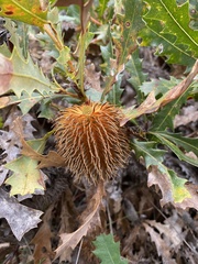 Banksia quercifolia