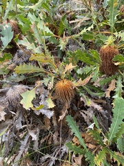 Banksia quercifolia
