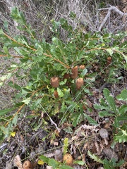 Banksia quercifolia