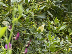 Pieris cheiranthi benchoavensis