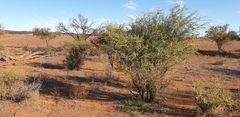 Acacia victoriae