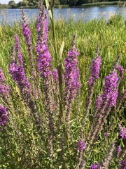 Lythrum salicaria
