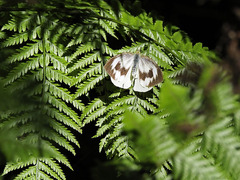 Pieris cheiranthi benchoavensis