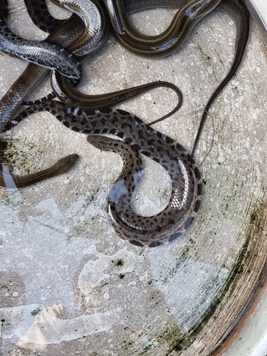 Tay Ninh Mud Snake