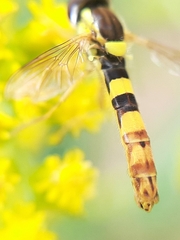 Sphaerophoria scripta