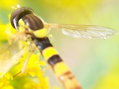 Sphaerophoria scripta