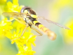 Sphaerophoria scripta