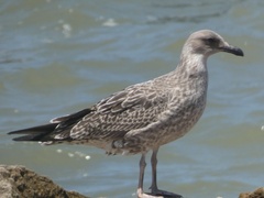 Larus