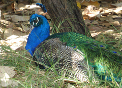 Pavo cristatus