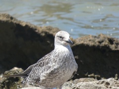 Larus