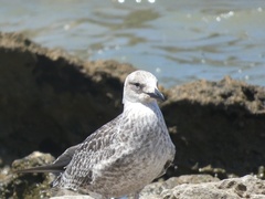 Larus