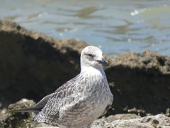 Larus