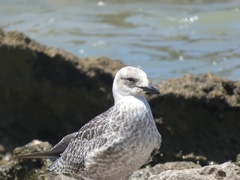Larus