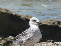 Larus
