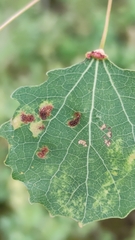 Aceria varia