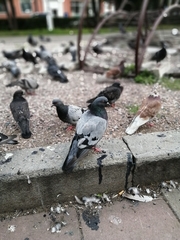Columba livia domestica