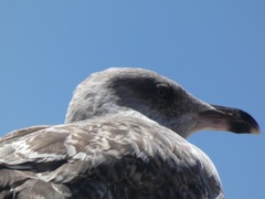 Larus