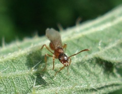 Myrmica rubra
