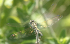 Trithemis furva