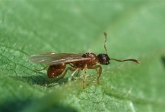 Myrmica rubra